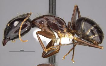 Media type: image;   Entomology 36103 Aspect: habitus lateral view